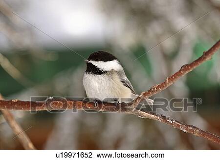 nature winter black capped chickadee perched View Large Photo Image Stock Image - nature winter black capped chickadee perched. Fotosearch