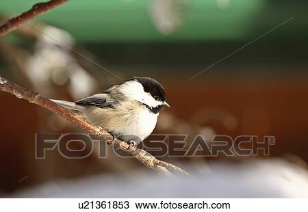 nature winter black capped chickadee perched View Large Photo Image Stock Image - nature winter black capped chickadee perched. Fotosearch