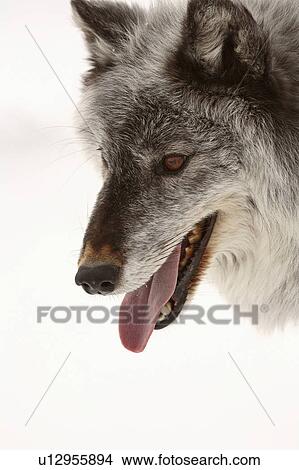 nature winter closeup gray wolf wolves close up View Large Photo Image Picture - nature winter closeup gray wolf wolves close up. Fotosearch