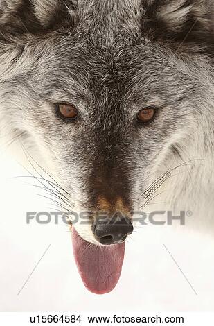 Picture -  nature winter closeup gray wolf wolves close up. Fotosearch