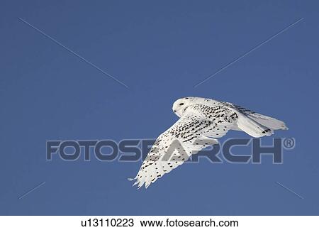 nature winter female snowy owl in flight white View Large Photo Image Stock Image - nature winter female snowy owl in flight white . Fotosearch