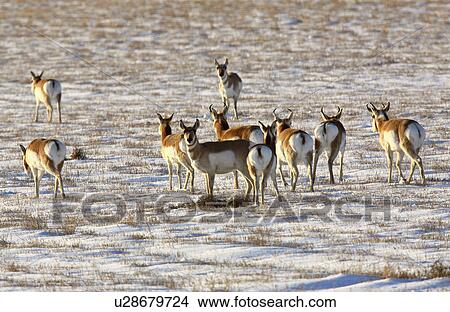 nature winter herd pronghorn antelope in snow View Large Photo Image Picture - nature winter herd pronghorn antelope in snow. Fotosearch
