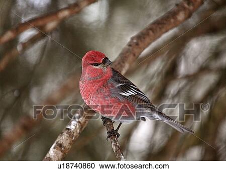 nature winter red crossbill perched branch wild View Large Photo Image Stock Image - nature winter red crossbill perched branch wild. Fotosearch