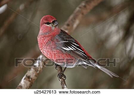 Stock Image -  nature winter red crossbill perched branch wild. Fotosearch