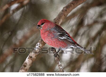 nature winter red crossbill perched branch wild View Large Photo Image Stock Photo - nature winter red crossbill perched branch wild. Fotosearch