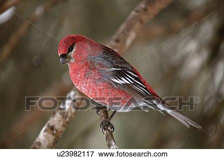 nature winter red crossbill perched branch wild View Large Photo Image Stock Photo - nature winter red crossbill perched branch wild. Fotosearch