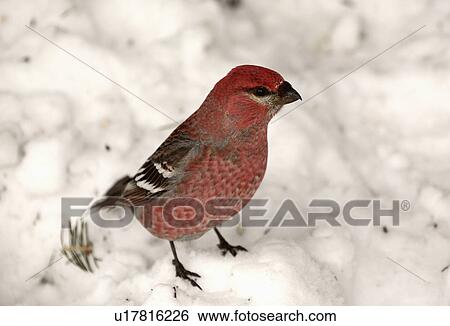 Stock Photograph -  nature winter red crossbill snow covered ground. Fotosearch