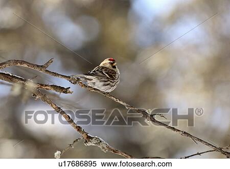 Stock Photography -  nature winter redpoll perched branch songbird. Fotosearch