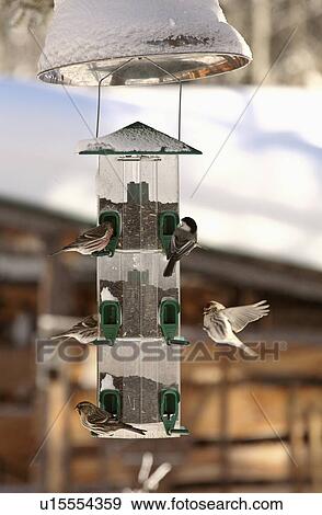 Stock Photo -  nature winter redpolls chickadee feeder black. Fotosearch