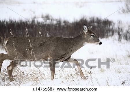 nature winter white tailed deer doe in snow cold View Large Photo Image Stock Photo - nature winter white tailed deer doe in snow cold . Fotosearch