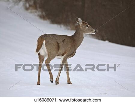 nature winter white tailed deer doe crossing View Large Photo Image Stock Image - nature winter white tailed deer doe crossing . Fotosearch