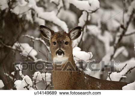 nature winter white tailed deer in doe wild View Large Photo Image Stock Photo - nature winter white tailed deer in doe wild. Fotosearch