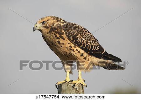 Picture -  nature young hawk perched fence post swainsons . Fotosearch