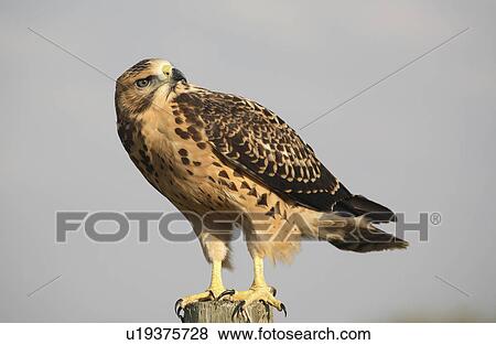 nature young hawk perched fence post swainsons View Large Photo Image Stock Photo - nature young hawk perched fence post swainsons . Fotosearch
