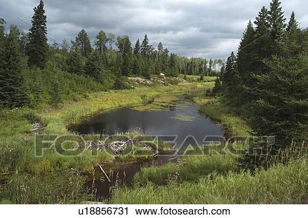 northern ontario pond setting canada beaver dam View Large Photo Image Stock Image -  northern ontario pond setting canada beaver dam. Fotosearch