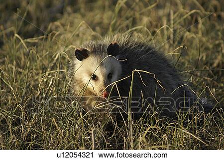 Stock Image -  opossum marsupial anaimal furry wildlife george. Fotosearch
