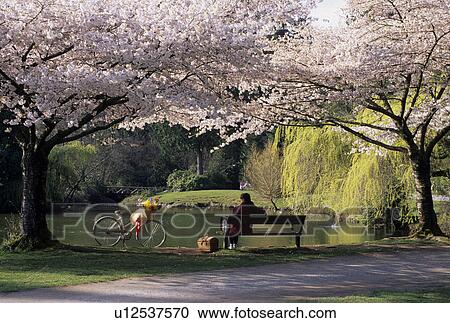 park, lady, picnic, spring, burnaby, british, columbia View Large Photo Image Stock Image - park, lady, picnic, spring, burnaby, british, columbia. Fotosearch