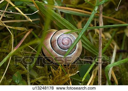 pattern nature cepaea hortensis brown lipped View Large Photo Image Stock Photo - pattern nature cepaea hortensis brown lipped. Fotosearch