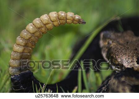 pattern timber rattler crotalus horridus upland View Large Photo Image Stock Photo - pattern timber rattler crotalus horridus upland . Fotosearch