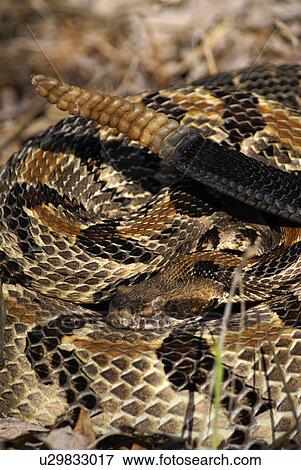 Stock Photo -  pattern timber rattler crotalus horridus upland . Fotosearch