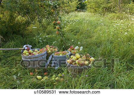 pear harvest pears crop crops farm farming grow View Large Photo Image Stock Image - pear harvest pears crop crops farm farming grow. Fotosearch