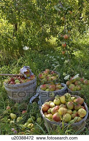 Stock Image -  pear harvest pears crop crops farm farming grow. Fotosearch