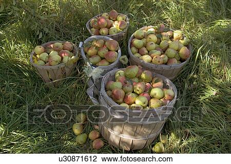 pear harvest pears crop crops farm farming grow View Large Photo Image Stock Image - pear harvest pears crop crops farm farming grow. Fotosearch
