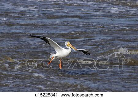 Stock Image -  pelican landing lockport manitoba white. Fotosearch