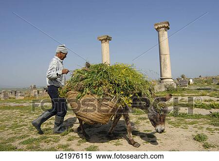 Stock Photography -  people man person farmer donkey ruined roman . Fotosearch