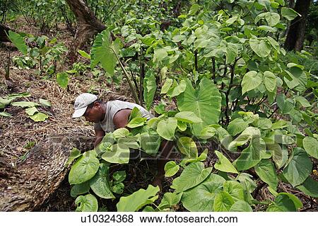 Stock Photo -  people nature person fiji farmer yanqona kava. Fotosearch