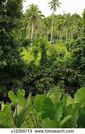 Stock Image -  people nature person fiji vegetation taro leaves. Fotosearch