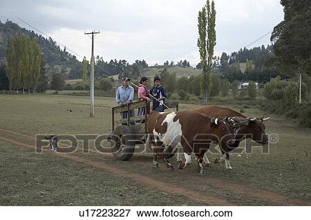 Stock Photo -  people person chile bullock cart temuco america . Fotosearch