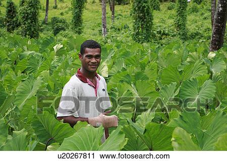 people person fiji atanasio dianiroue 24 taro View Large Photo Image Stock Image - people person fiji atanasio dianiroue 24 taro. Fotosearch