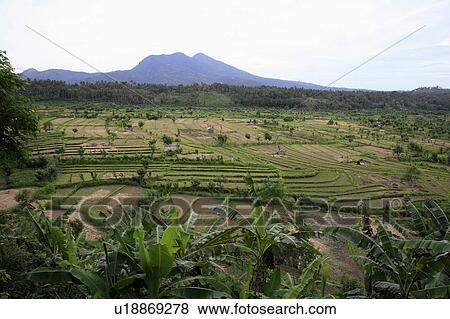 Stock Photo -  people person indonesia rice paddy fields candi . Fotosearch