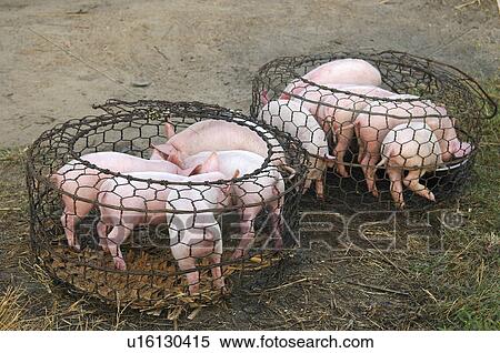 person piglets in cage for sale market vietnam View Large Photo Image Stock Photography - person piglets in cage for sale market vietnam . Fotosearch