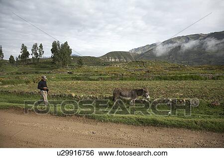 Stock Photograph -  peru landscape in colca canyon america latin. Fotosearch
