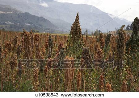 Stock Image -  peru quinoa colca canyon america latin south. Fotosearch
