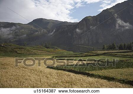 Stock Photo -  peru quinoa colca canyon america latin south. Fotosearch