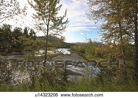 Stock Photograph -  pine river in scenic alberta trees forest. Fotosearch