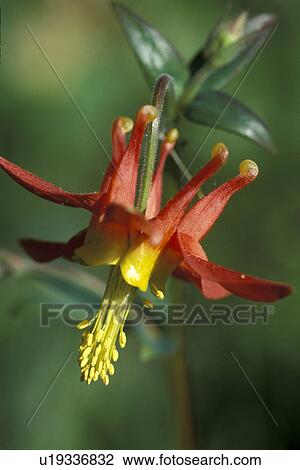 red columbine wildflower colrbett or usa oregon View Large Photo Image Stock Image - red columbine wildflower colrbett or usa oregon. Fotosearch