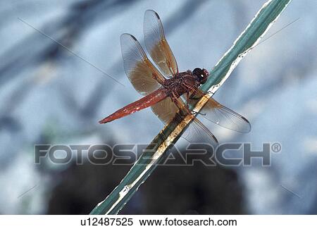 red skimmer dragonfly perched reed panamint View Large Photo Image Stock Photography - red skimmer dragonfly perched reed panamint . Fotosearch