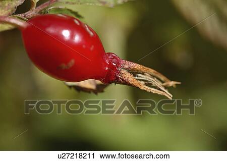 rose fruit hip berry in scenic alberta haw red View Large Photo Image Stock Image - rose fruit hip berry in scenic alberta haw red. Fotosearch