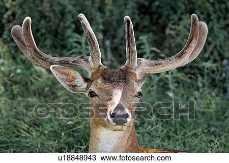 Stock Image -  rose texas glen fossil rim wildlife rose texas . Fotosearch