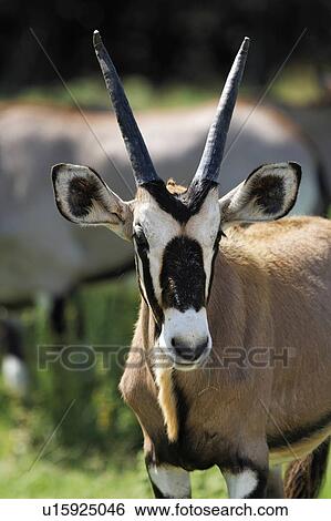 rose texas glen fossil rim wildlife rose texas View Large Photo Image Stock Photograph - rose texas glen fossil rim wildlife rose texas . Fotosearch