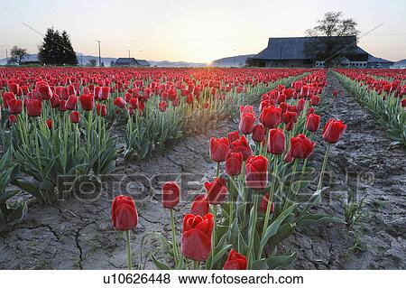 Stock Photo -  rows red tulips sunrise mount mt. vernon skagit. Fotosearch