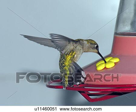 ruby throated indiana monroe female bird feeding View Large Photo Image Stock Image - ruby throated indiana monroe female bird feeding. Fotosearch