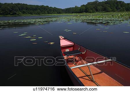 Stock Photograph -  rusk texas state railroad park lake lotuses. Fotosearch