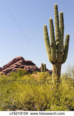 saguaro cactus sonora desert arizona america dry View Large Photo Image Stock Photo - saguaro cactus sonora desert arizona america dry. Fotosearch