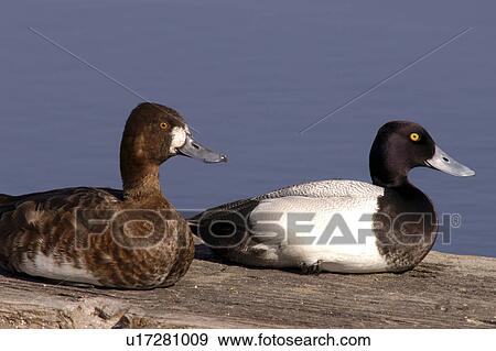 scaup pair oak hammock marsh manitoba canada View Large Photo Image Stock Photo - scaup pair oak hammock marsh manitoba canada. Fotosearch