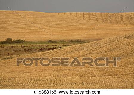 scenic harvested fields in stubble rolling hills View Large Photo Image Stock Photograph - scenic harvested fields in stubble rolling hills. Fotosearch